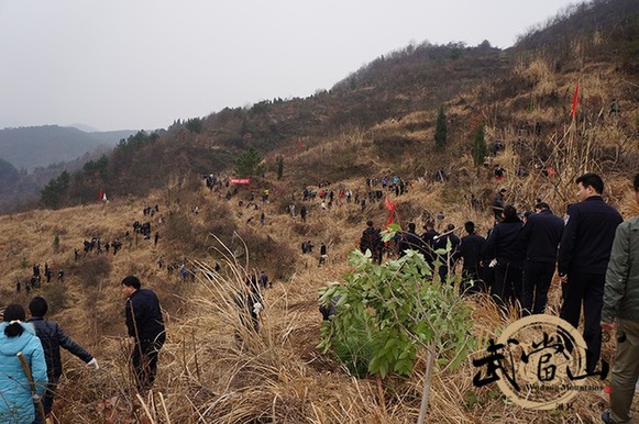 More trees for Wudang on Chinese Arbor Day