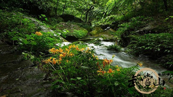 More trees for Wudang on Chinese Arbor Day