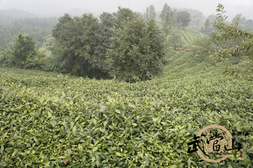 Wudang Taoism Tea brand value hits 1.55 b yuan