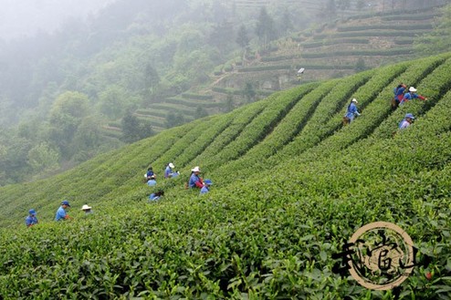 Wudang Taoist tea ranks in top three agricultural products