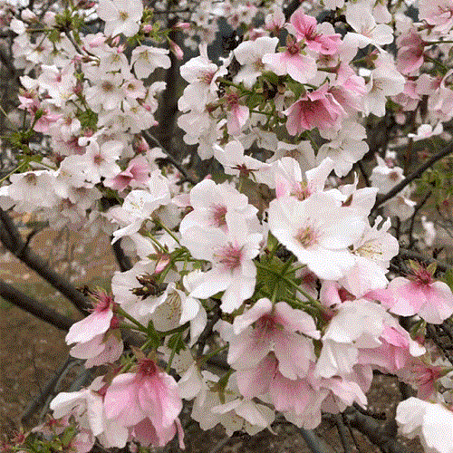 Xiamen's first cherry blossoms festival kicks off