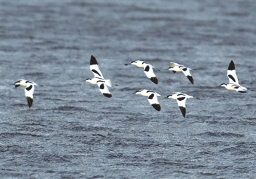 Birds migrate back to Karamay