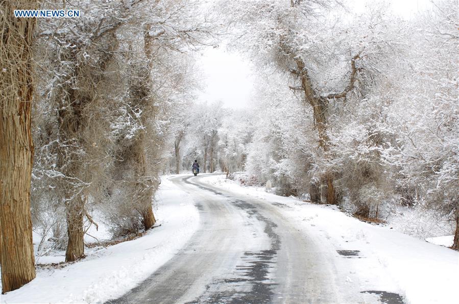 Rime scenery of forest of populus euphratica in Xinjiang