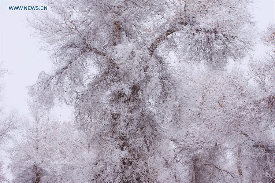 Rime scenery of forest of populus euphratica in Xinjiang