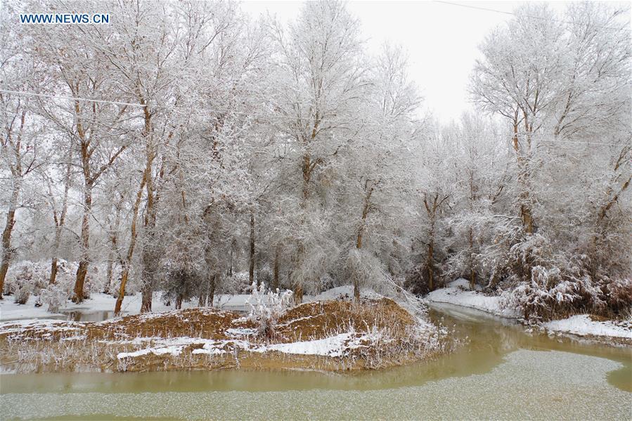 Rime scenery of forest of populus euphratica in Xinjiang