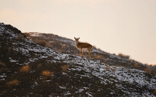 Mongolian gazelle spotted near Karamay