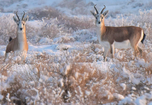 Karamay’s winter wonderland is a wildlife haven