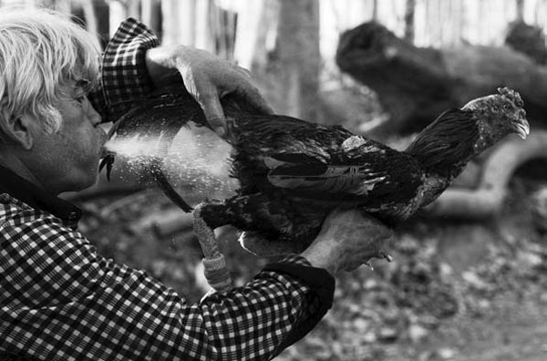 xinjiang bets on cockfighting to woo tourists