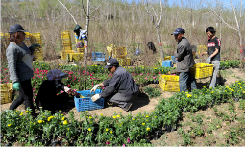 A May Day Holiday sea of flowers