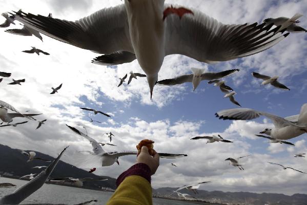 Gulls from Siberia winter in Kunming