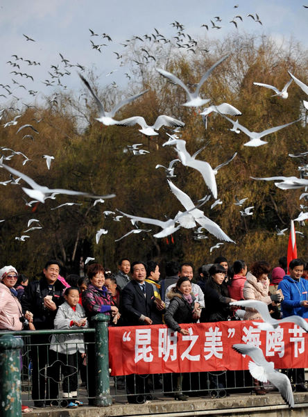 Black-headed gulls migrate from Siberia to Kunming