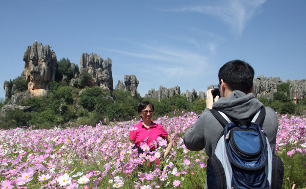 Coreopsis in full bloom in Yunnan