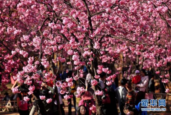 Cherry Blossom Festival opens in Kunming