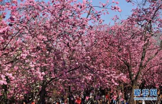 Cherry Blossom Festival opens in Kunming