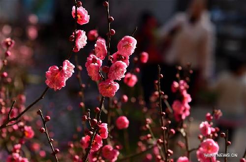 Plum blossoms seen in SW China's Yunnan