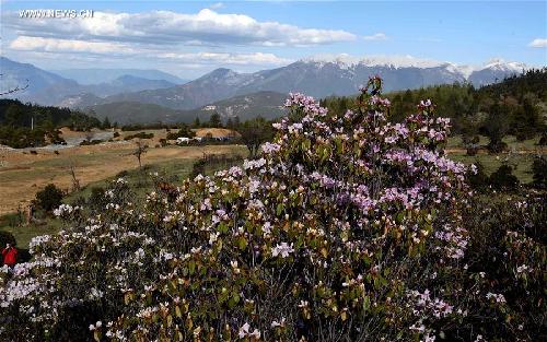 Diversified forest scenery of Shangri-La in SW China's Yunnan