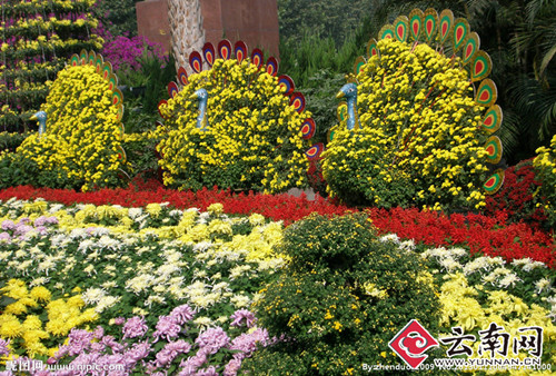 Chrysanthemums create poetic beauty in Yunnan