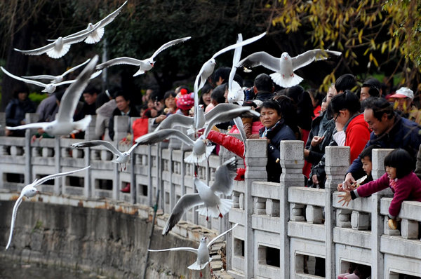 Black-headed gulls migrate from Siberia to Kunming