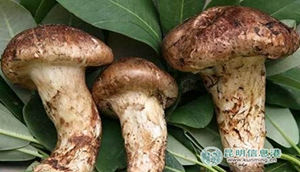 Yunnan's magical mushrooms