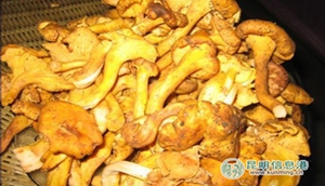 Yunnan's magical mushrooms