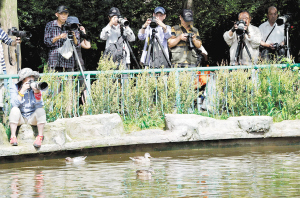 Chinese Egrets flock to Kunming Zoo