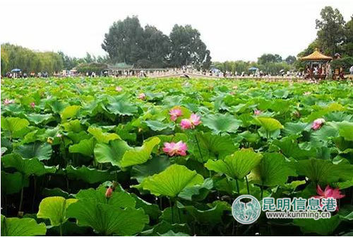 Visual summer spectacle lotuses come into bloom