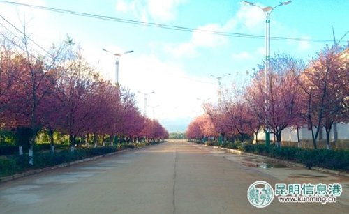 Admire winter cherry blossom in Kunming