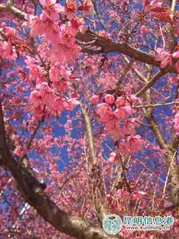 Admire winter cherry blossom in Kunming