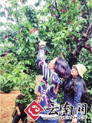 Yunnan tourists pick cherries