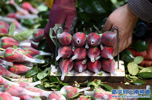 Flower industry thrives in Yunnan