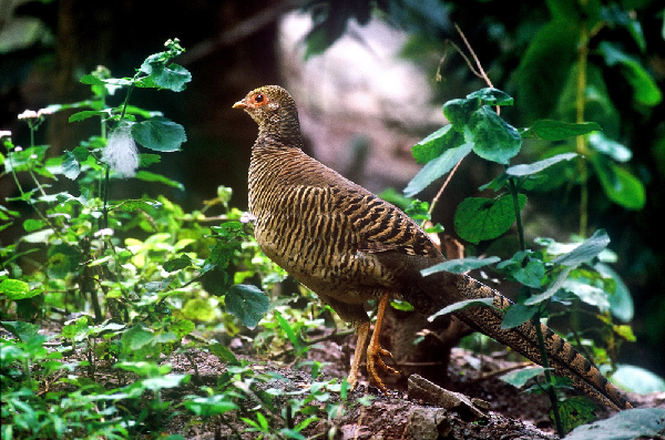 Biodiversity in Pu'er