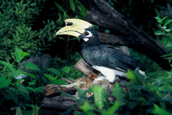 Biodiversity in Pu'er