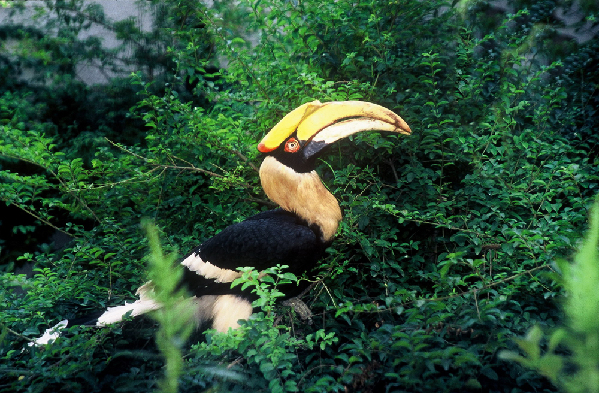 Biodiversity in Pu'er