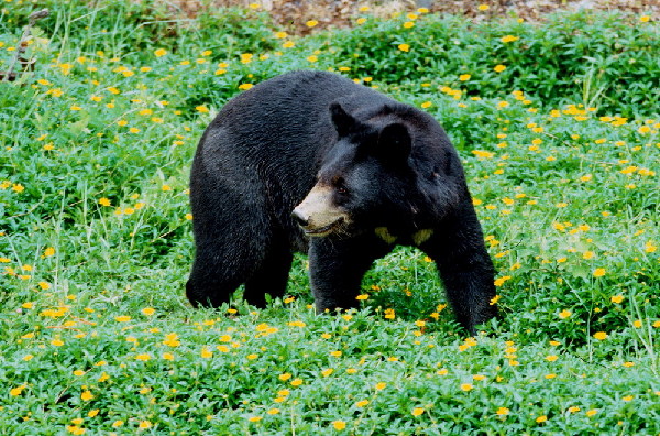 Biodiversity in Pu'er