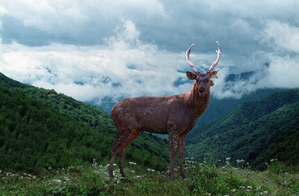 Biodiversity in Pu'er