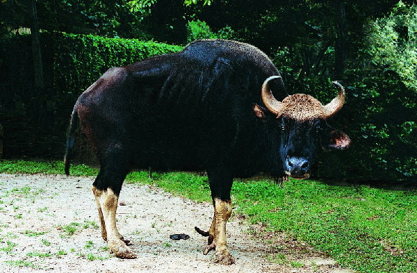 Biodiversity in Pu'er