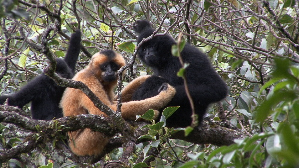 Biodiversity in Pu'er