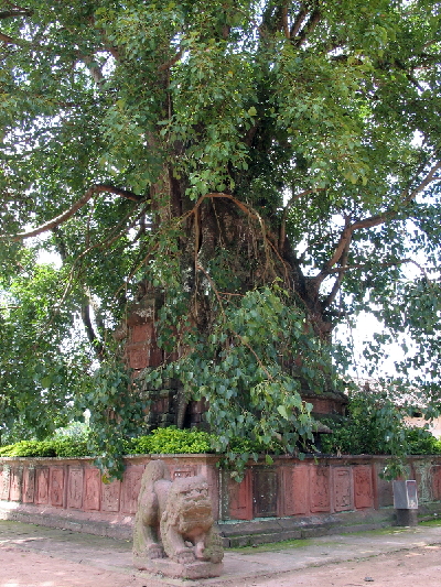 Four-day tour around Pu'er (2)