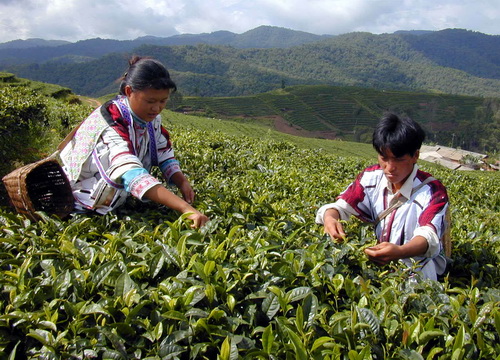Tea culture in Yunnan