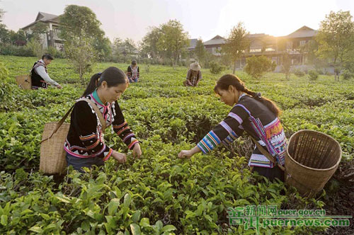 Lancang welcomes Spring tea harvest season