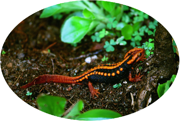 Biodiversity in Pu'er