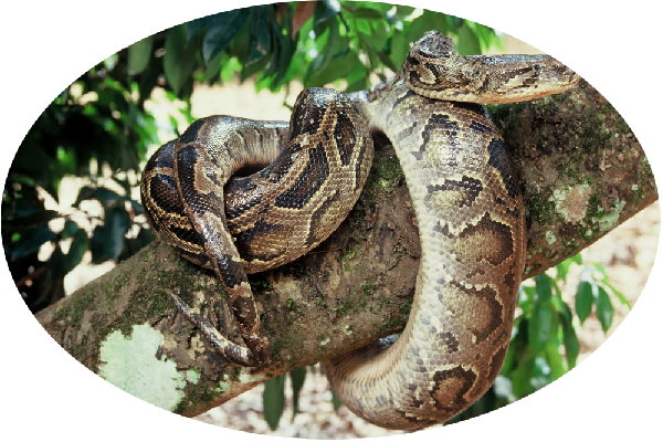 Biodiversity in Pu'er