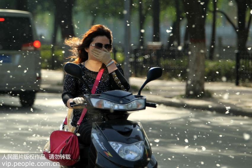 柳絮过敏患者表示好恨春天 如何才能躲过这一