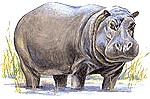 Hippopotamus