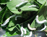 Silkworms