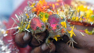 India stages frog wedding<BR>印度神秘祈雨仪式(图)