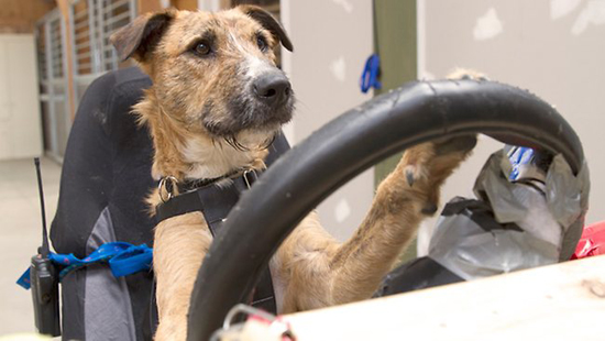 Dogs learn to drive<BR>小狗八周学会开车(图)