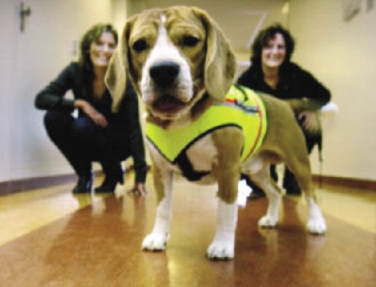 Dog sniffs out hospital bug<BR>'狗医生'能闻出病菌(图)