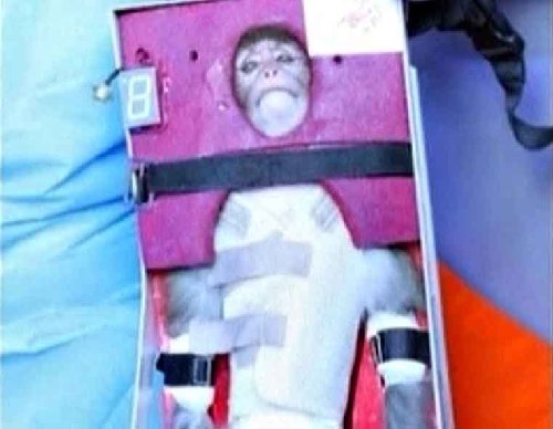 Iran sends monkey into Space<BR>伊朗送活猴上太空(图)