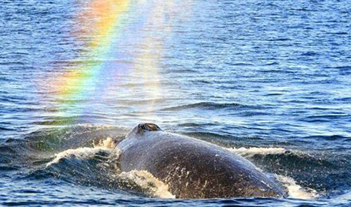 Whale blowing a rainbow<BR>鲸鱼喷水空中现彩虹(图)
